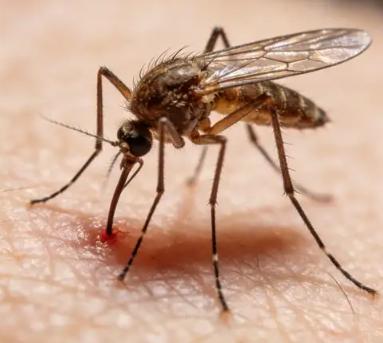今年的蚊子变了！今年夏天，全国无数人发现了同一件事：蚊子不响了。最近的