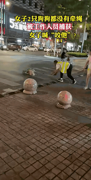 女子2只狗狗都没有牵绳被工作人员捕获女子喊“咬他”？真的越看越气！晚上出