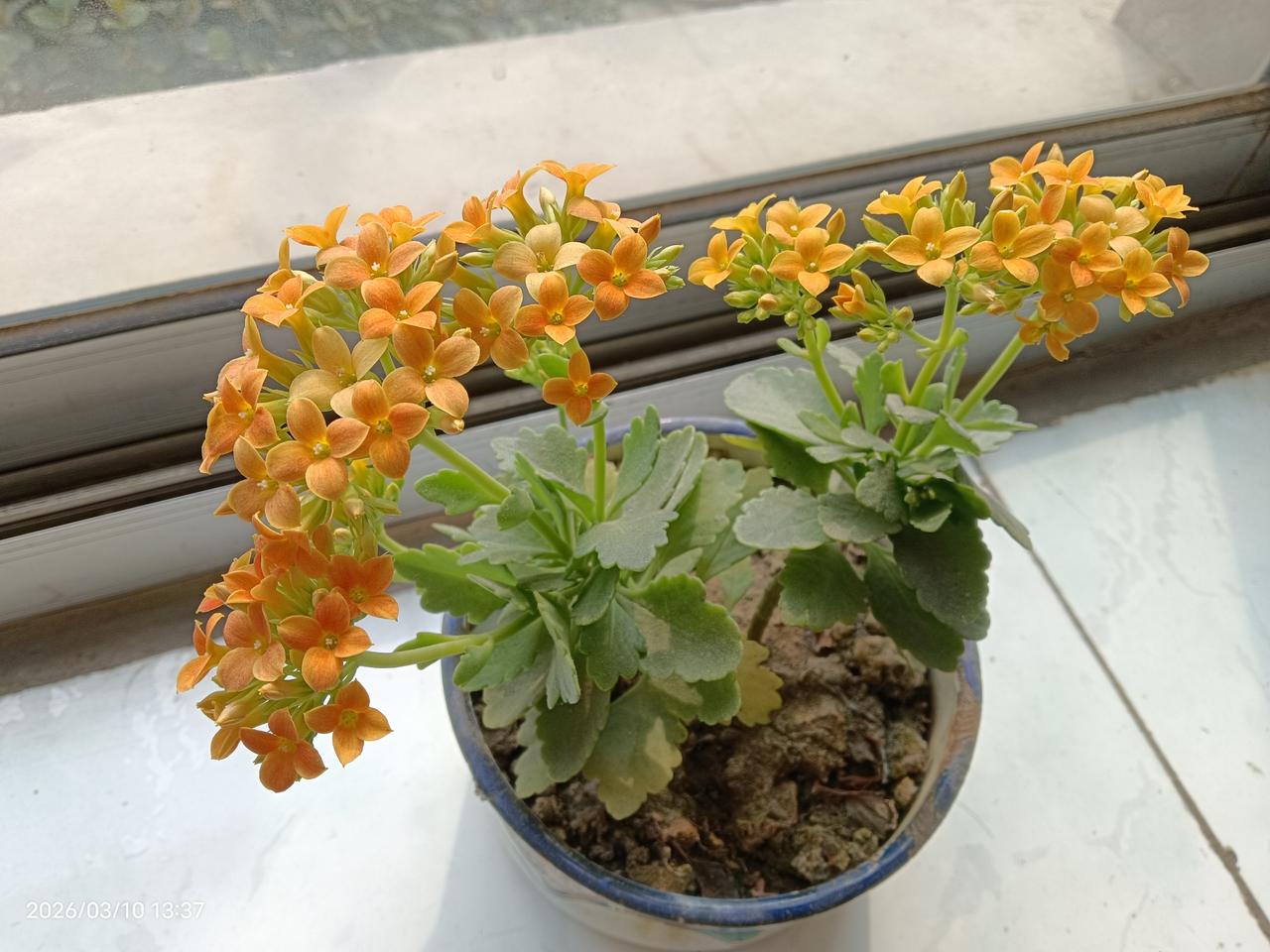 分享一张花开的照片这是我养的花中今年开花最早的，也是最爱开花的一种……