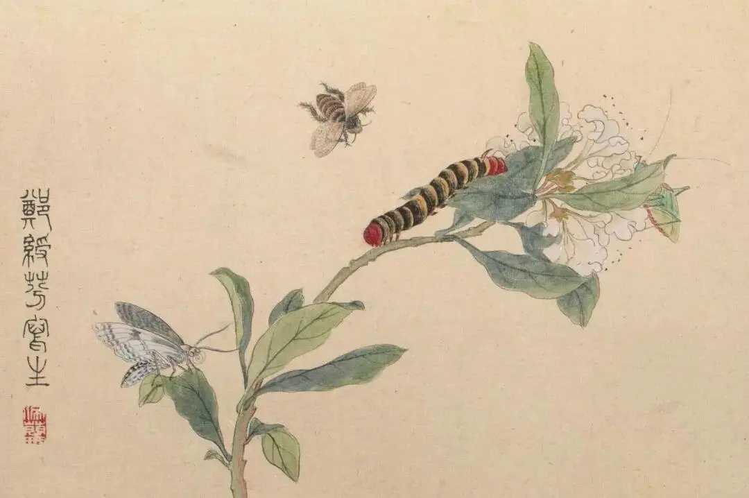 郑绶芬工笔草虫册页。郑绶芬，明代画家，擅画花鸟。他的花鸟，介于“写形”与“写意