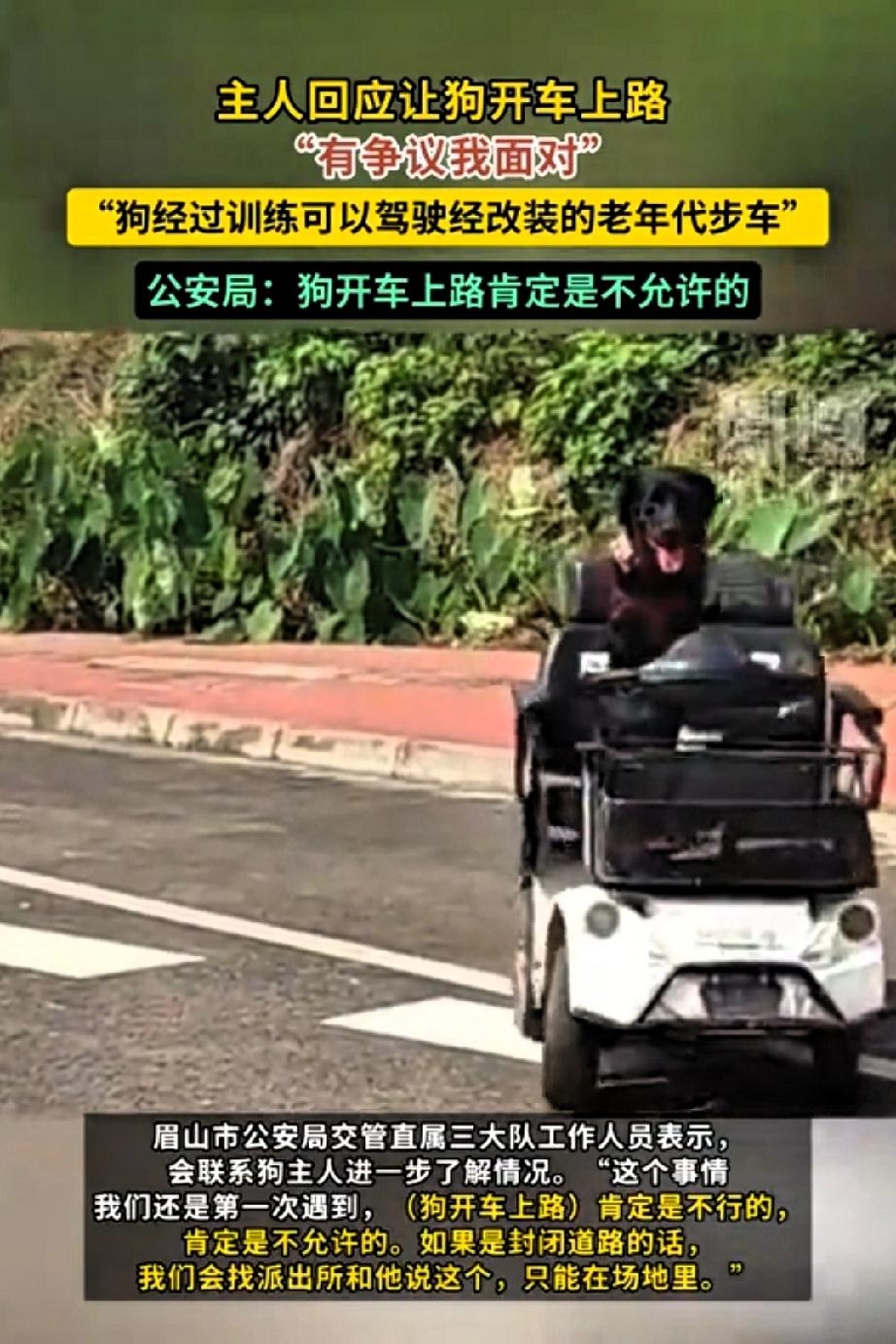 眉山马路惊现“犬科舒马赫”！一只五岁拉布拉多，上演速度与激情。它手握方向