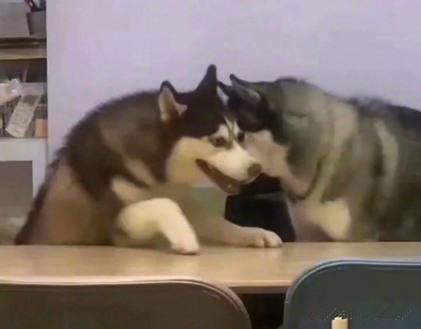 来自二哈的迷之微笑！！！