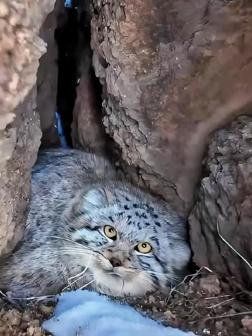 在青藏高原的一处岩石缝隙中，一只兔狲正悠闲地趴着。它那浓密的斑纹毛发蓬松柔软