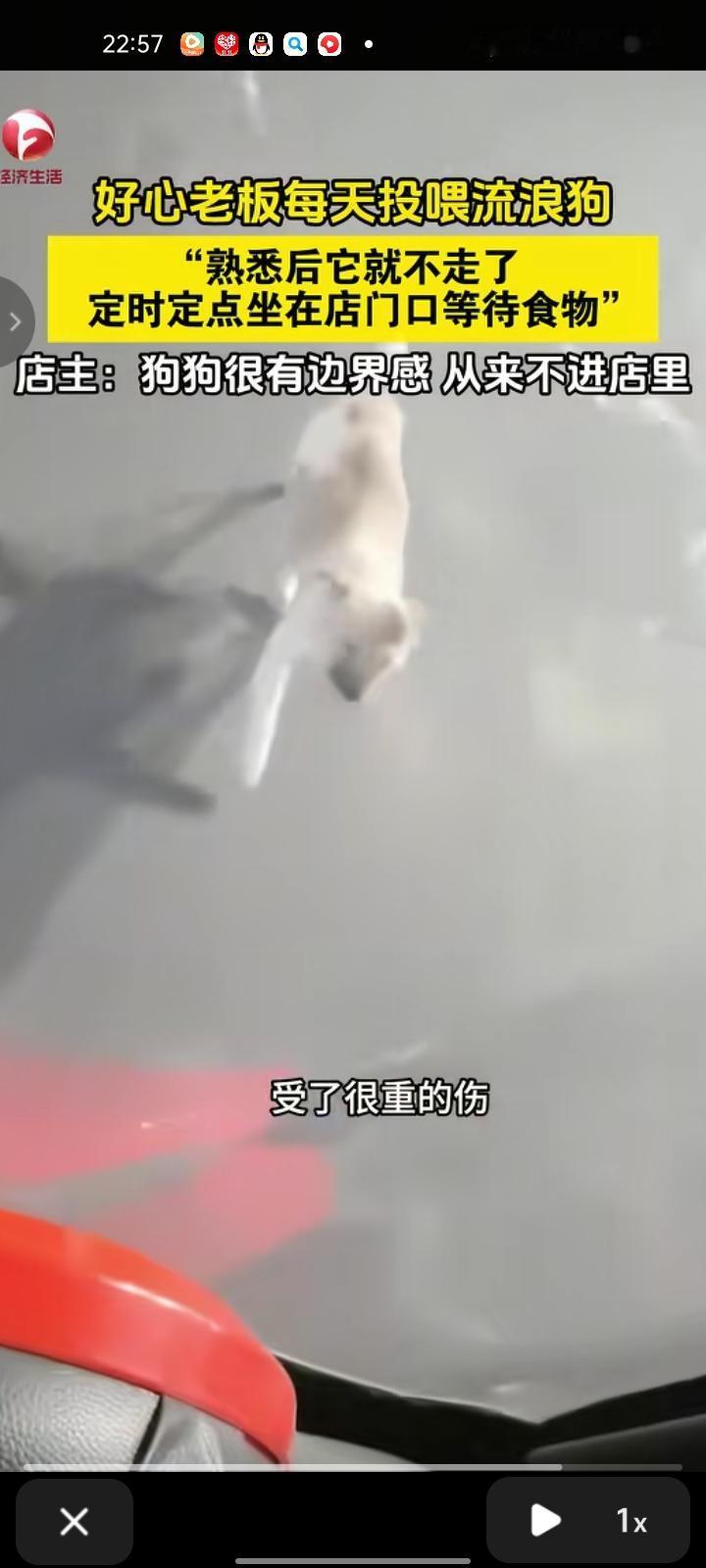 11月26日，德阳广汉市。老板每天投喂流浪狗，一开始流浪狗不敢吃，慢慢熟悉后它就