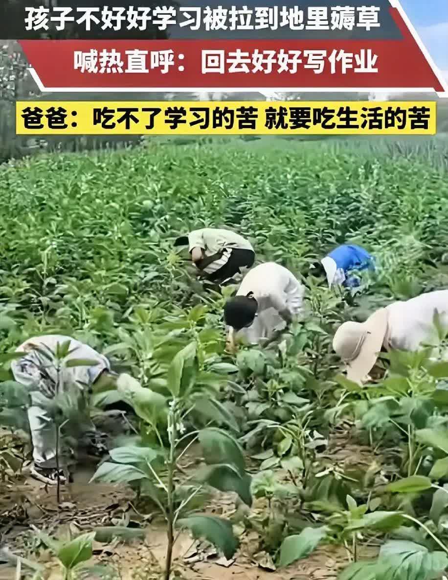 “这下后悔了吧！”安徽阜阳，一男子因孩子在家不好好写作业，将其带到田里薅草，不料