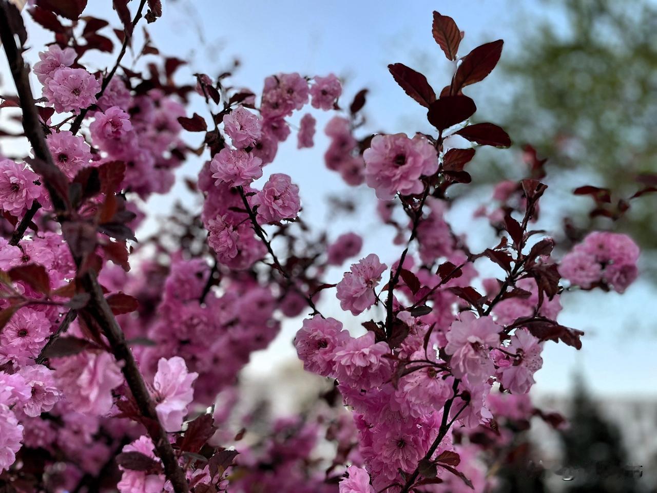 给大家分享几张我之前在北京植物园拍的樱花照。我去的时候，单瓣樱花已绽放了九成