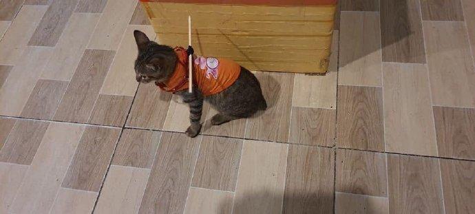 为了阻止自家猫跑出去玩...