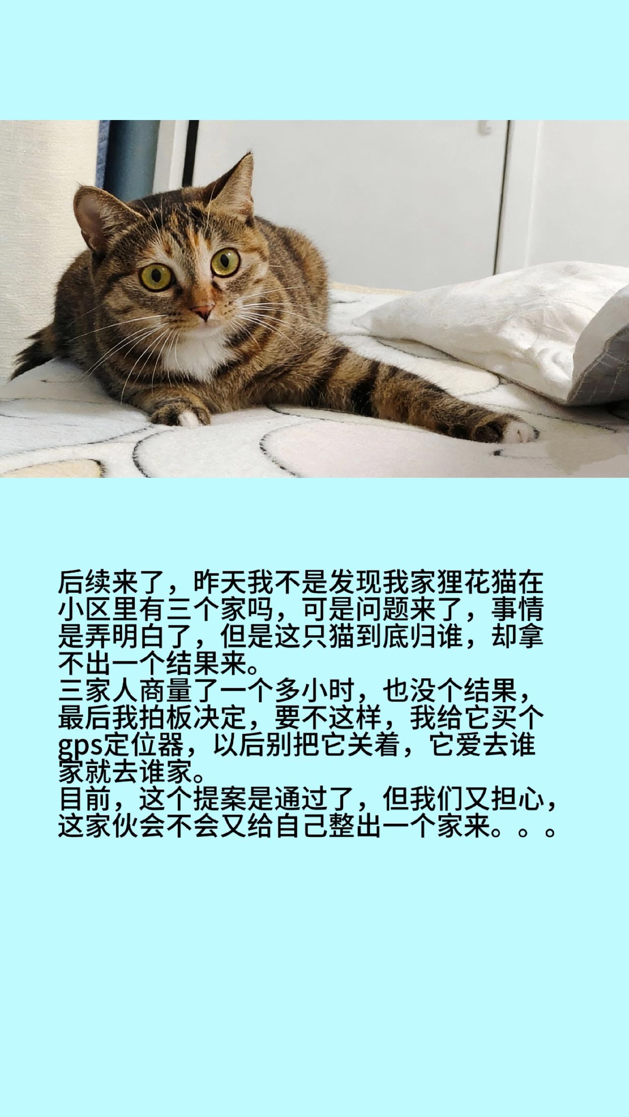 猫咪狸花猫渣猫