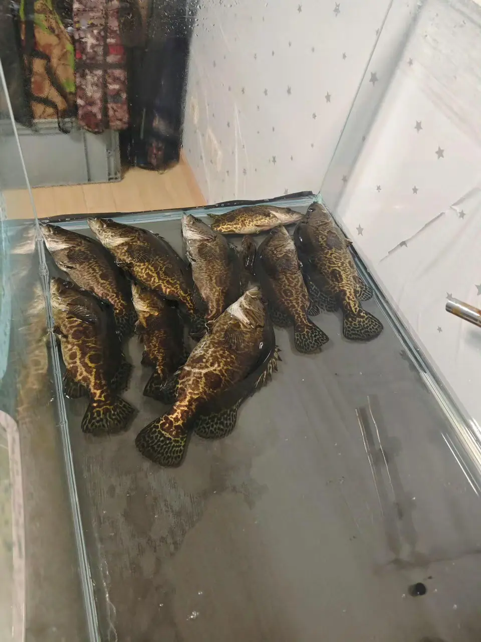 给鱼缸换水，然后没忍住