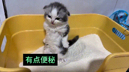 你瞅瞅这小奶猫，自己跑到猫砂盆里拉粑粑，结果蹲半天拉不出来，急得直叫唤！主人怕它