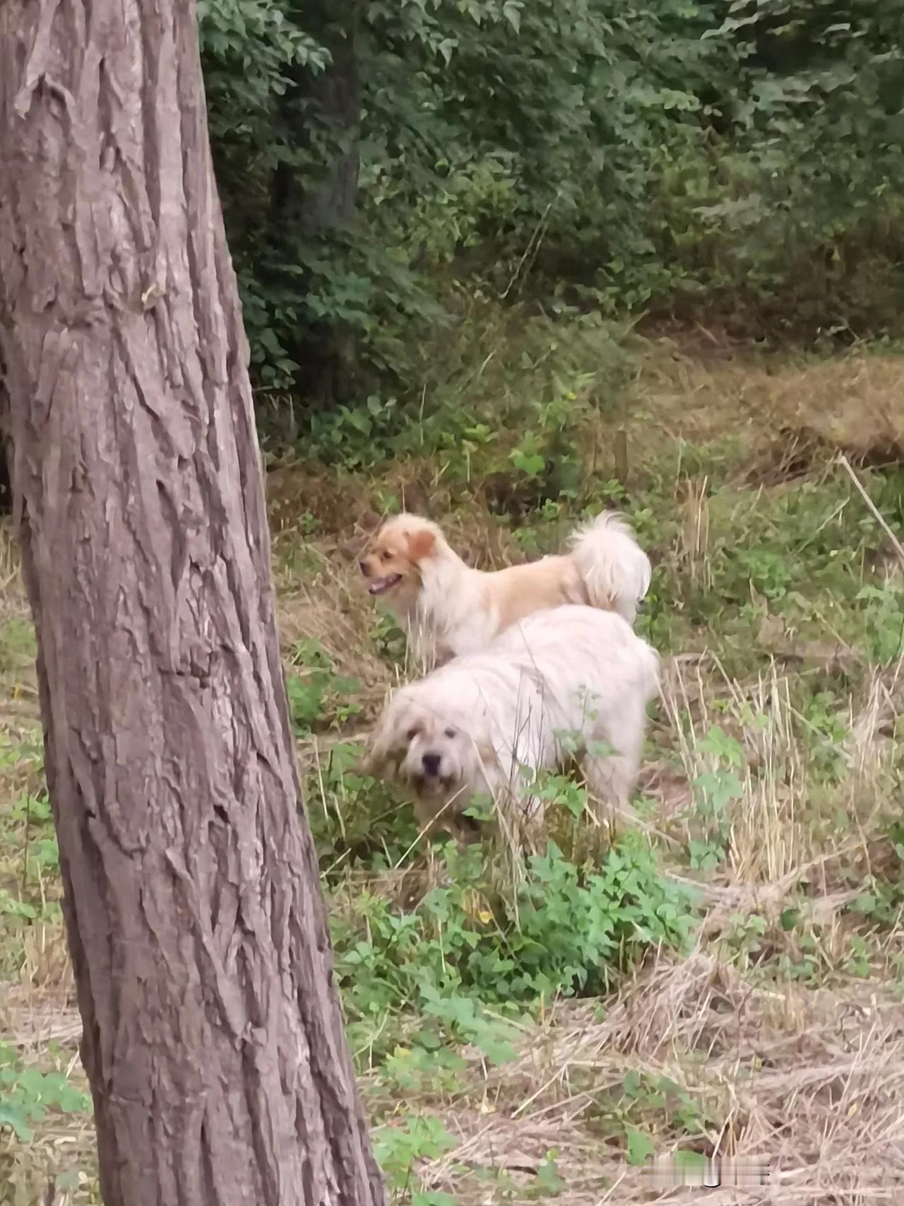 看来这只新来的流浪狗找到小伙伴了，状态也好了不少！但是还没有融入到流浪狗团队，团