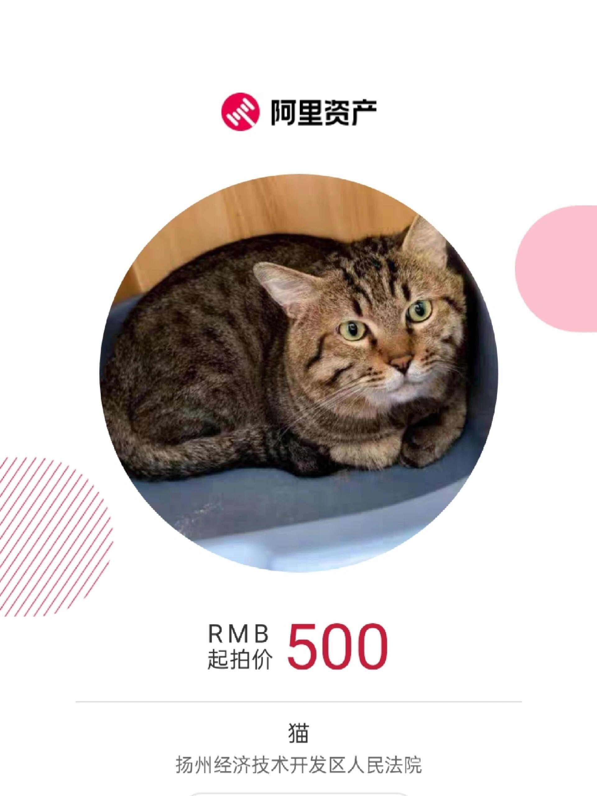 被司法拍卖的猫猫​​​