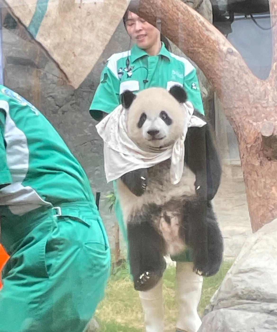 香港大熊猫…这是太紫殿下啊！饲养员姐姐抱着的熊猫宝宝圆滚滚胖乎乎的活脱脱一