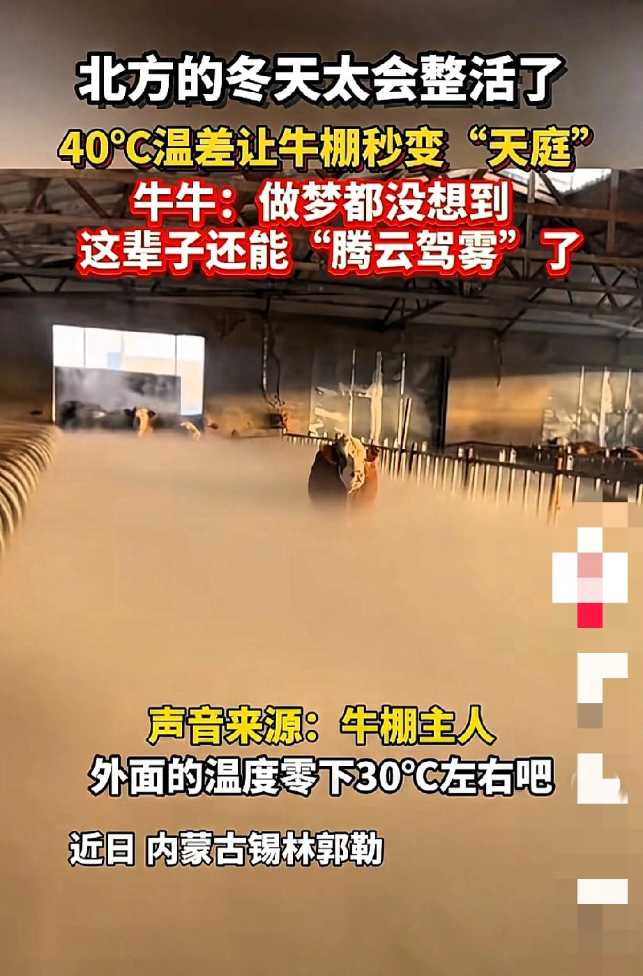 内蒙古一个牛棚最近可太火了，直接冲上了人民日报！有个大姐大清早起来去喂牛，一推牛