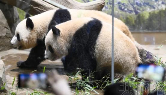 日本突然宣布了12月15日，日本东京都政府发布消息称，旅居日本东京上野动物园的