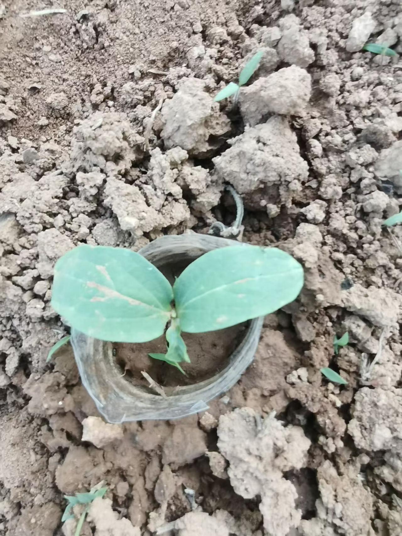 4月18日开启种西瓜之旅，5月初幼苗破土而出，6月瓜蔓肆意生长，7月花朵绽放并开