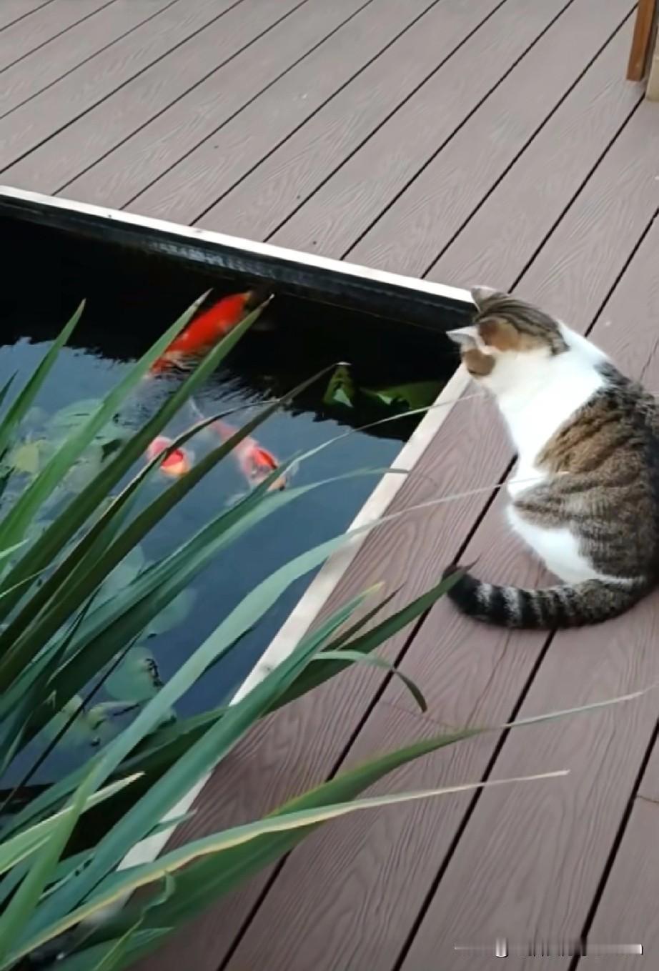 可爱的猫咪看着池子里的小鱼在游来游去。