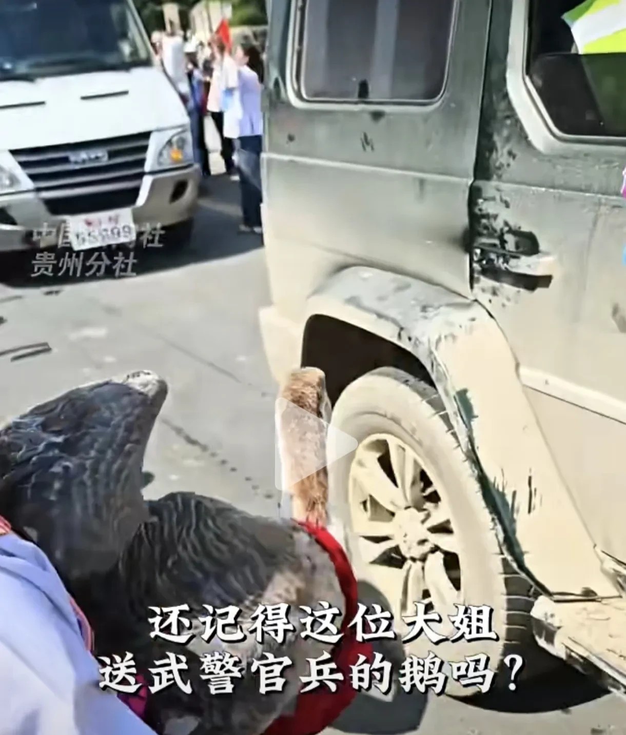 大家还记得榕江水灾官兵撤退时被大姐送给武警官兵的那只大鹅吗？它现在混上编制啦！原
