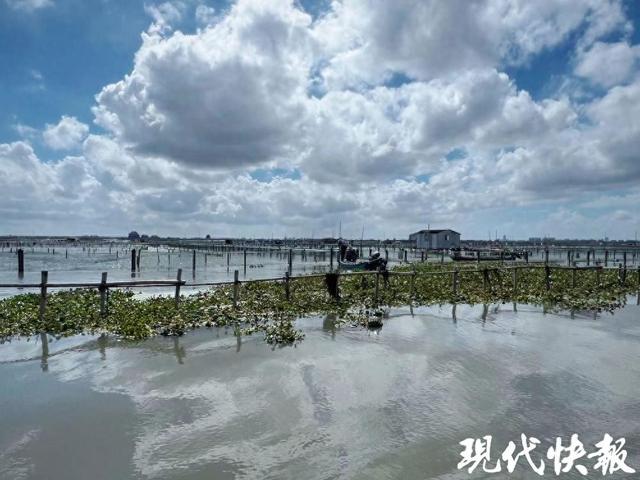 <em>阳澄湖大闸蟹</em>被台风吹跑?官方回应