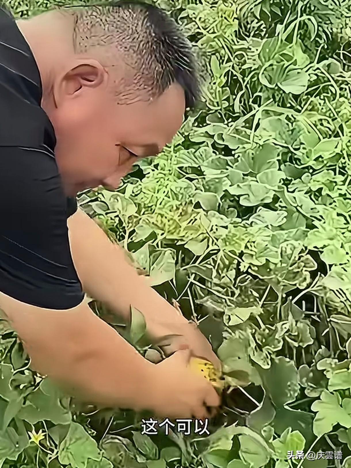 于东来一个动作就暴露出以前也是个种地的好手，他选的水果那一定是没有打过药的！别不