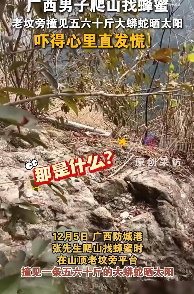 广西防城港，一男子爬山去找蜂蜜，期间坐在石头上休息，突然发现不远处好像什么东西动