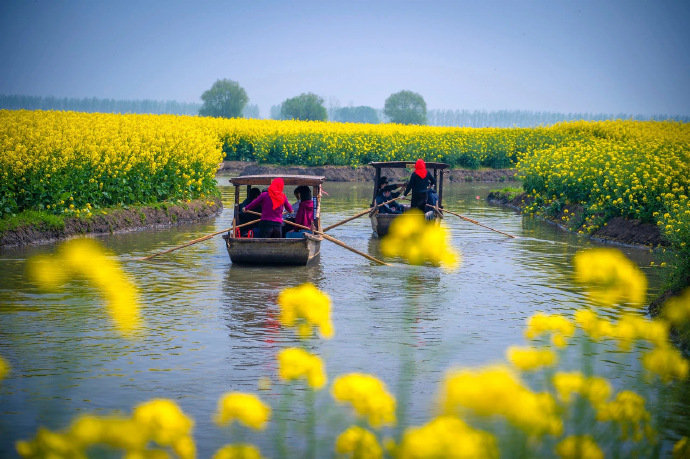 江苏兴化油菜花，船在水中行，人在花中走。