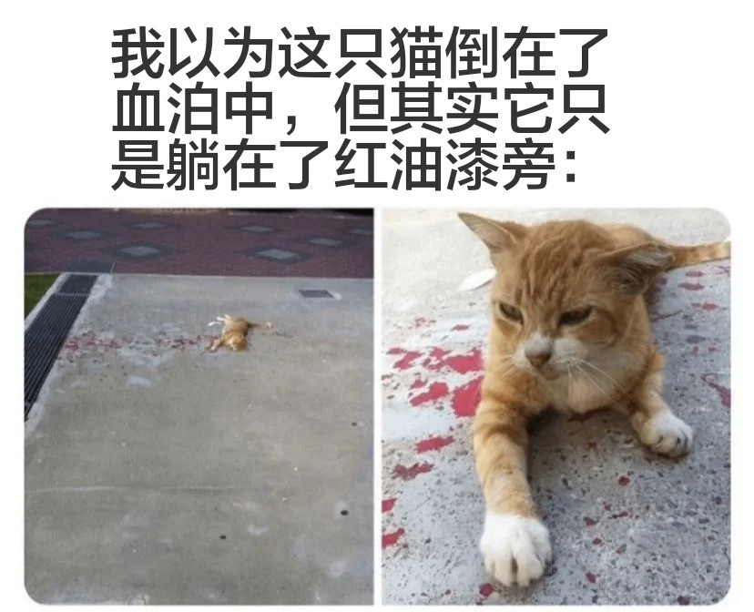 猫猫来。meow_irl​​​