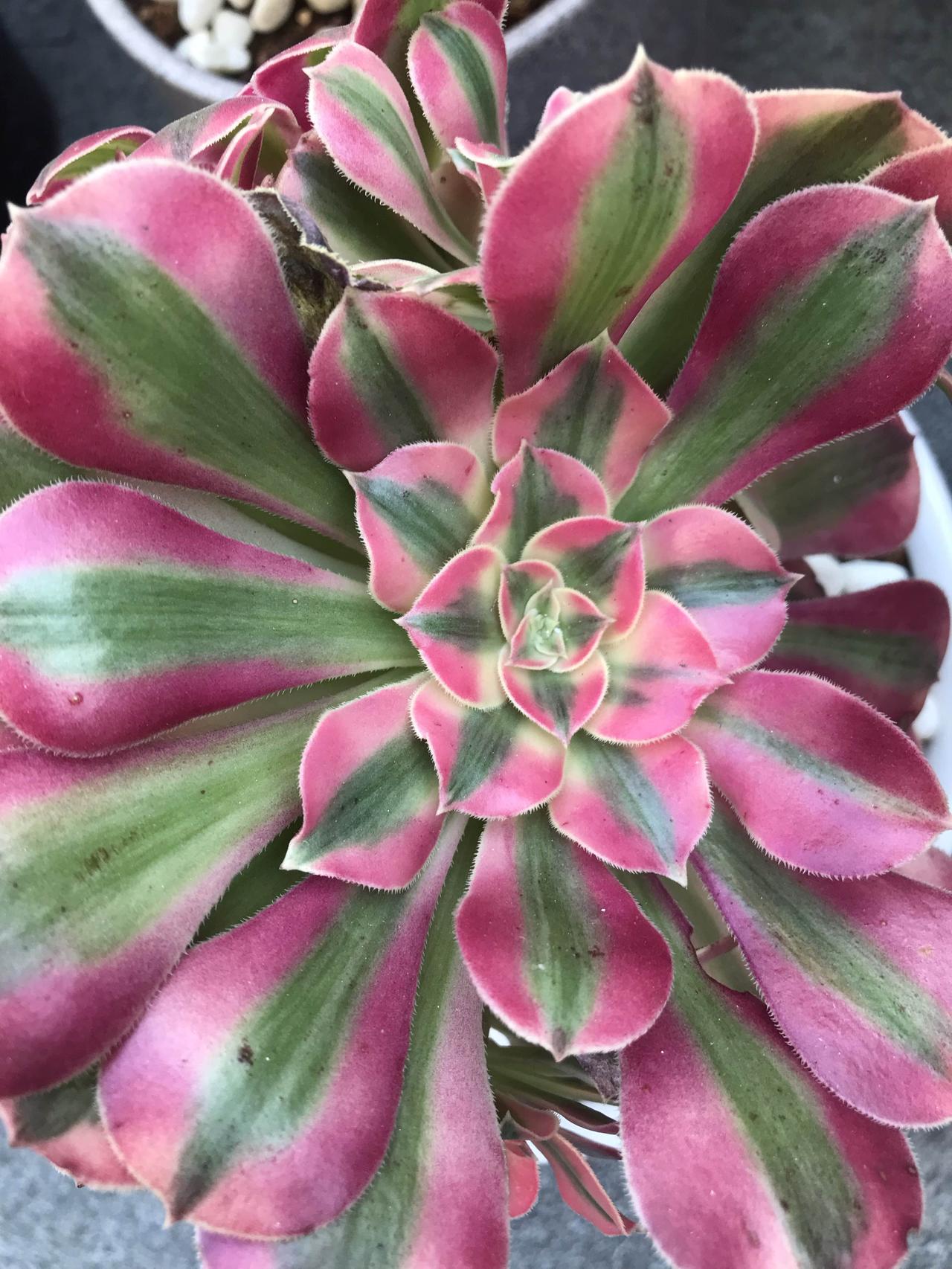 一、甲状腺及代谢系统损害TSH持续升高会过度刺激甲状腺，可能导致甲状腺肿大