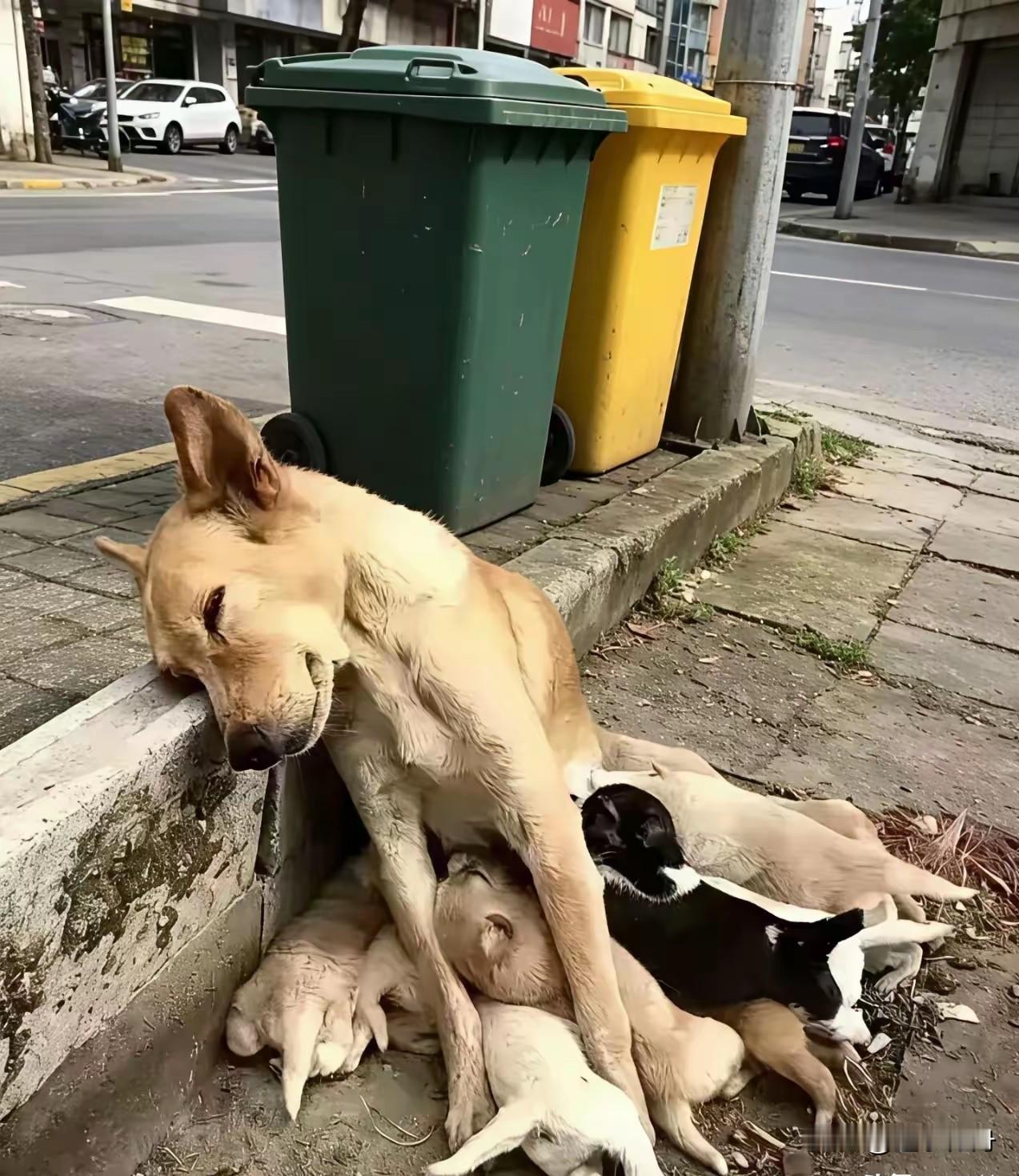 母狗饿晕瘫倒在路边还不忘哺乳小狗真是太感人了。流浪狗本来生活就很艰难，产下一窝幼