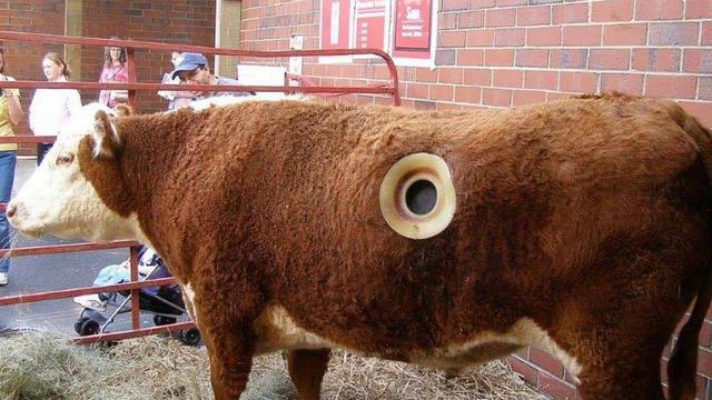 在美国有一个非常奇怪的现象，你会发现几乎每一只牛身上都开着一个“洞”不理解，偶尔