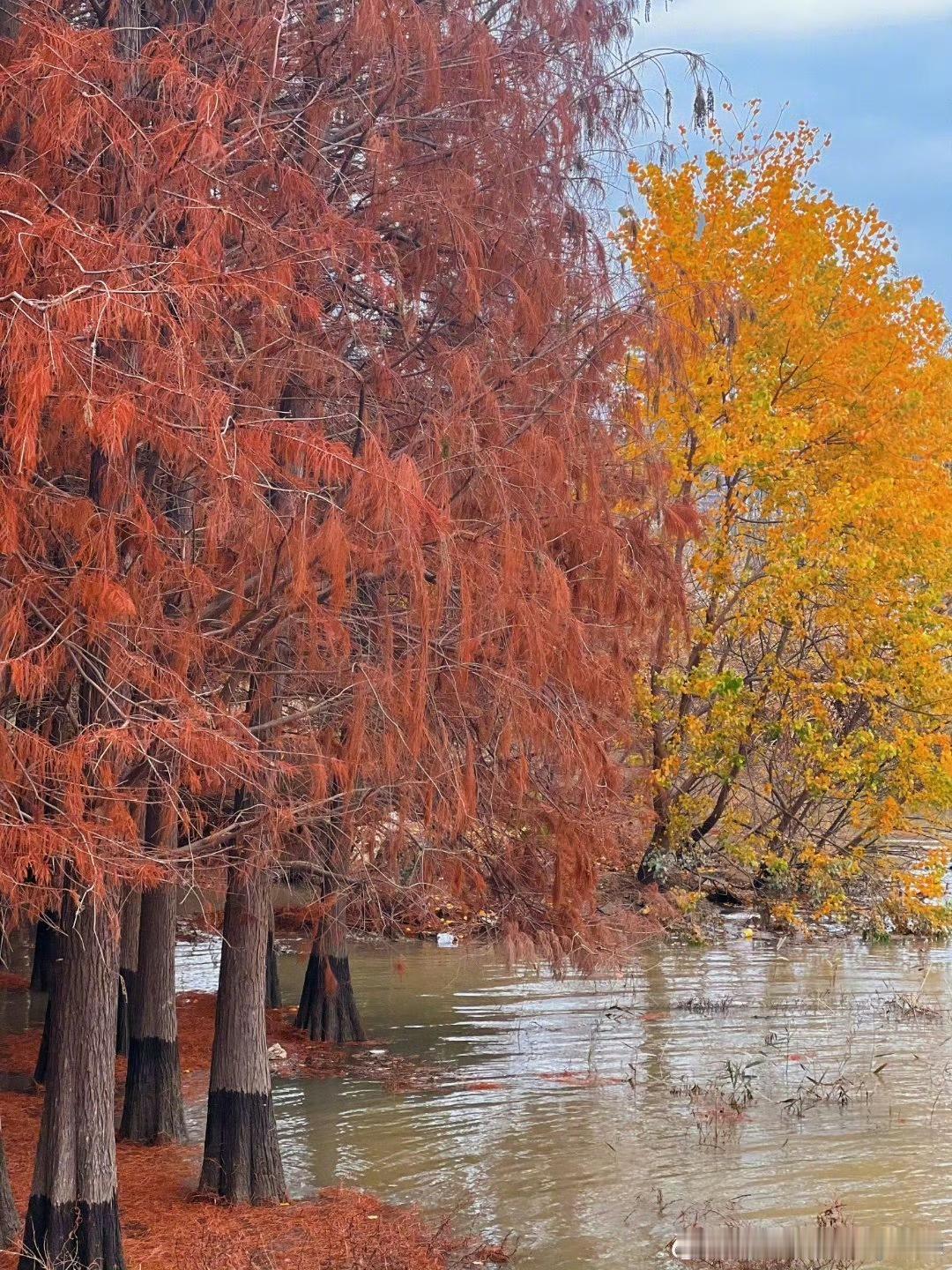 【拍了拍福建的冬—福州·华侨公园】艳丽斑斓的落羽杉装点着公园，来华侨公园晒晒