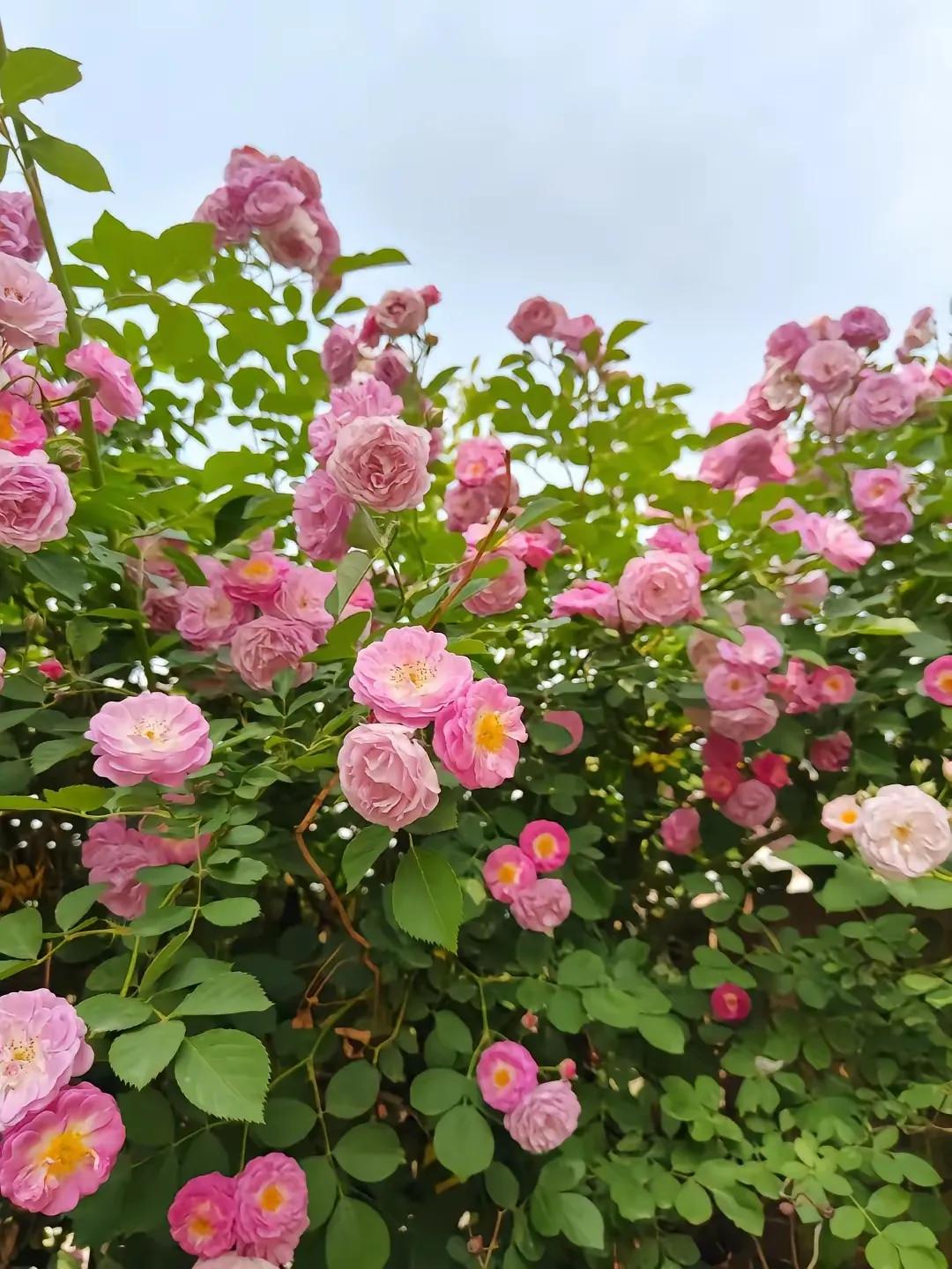 《又见蔷薇花开》(散文诗)四月的雨，润透姑苏，蔷薇枝，攀上旧墙台。