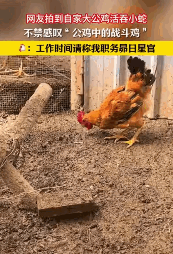 这事有点邪门。吉林一户人家的鸡圈里钻进一条小蛇，女主人正拿手机拍着，公鸡上前