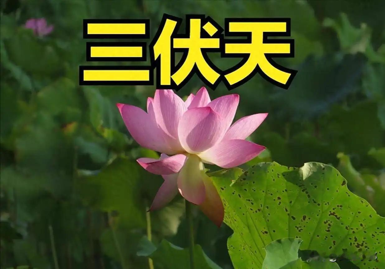 “加长版”三伏天将至，提醒中老年人：一要吃、二要睡、忌三样、千万别大意各位