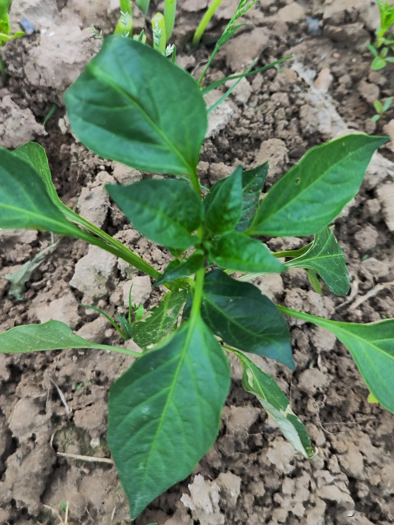 移栽后的辣椒🌶️，茄子🍆，幼苗极易发生病虫害，最常见的就是蚜虫，蚜虫破坏力很