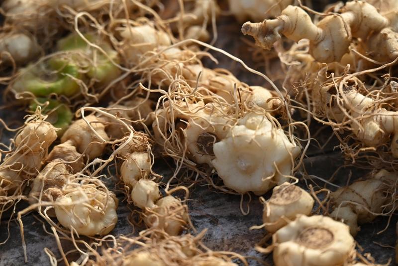 七星山荒野求生这场挑战太刺激了！66号选手特种兵在第30天退赛，别的啥没带，就带