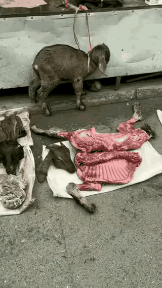 屠夫当着小羊羔的面把母羊大卸八块，可怜的小羊羔吓得弓起背不敢正视放在地上的一切，