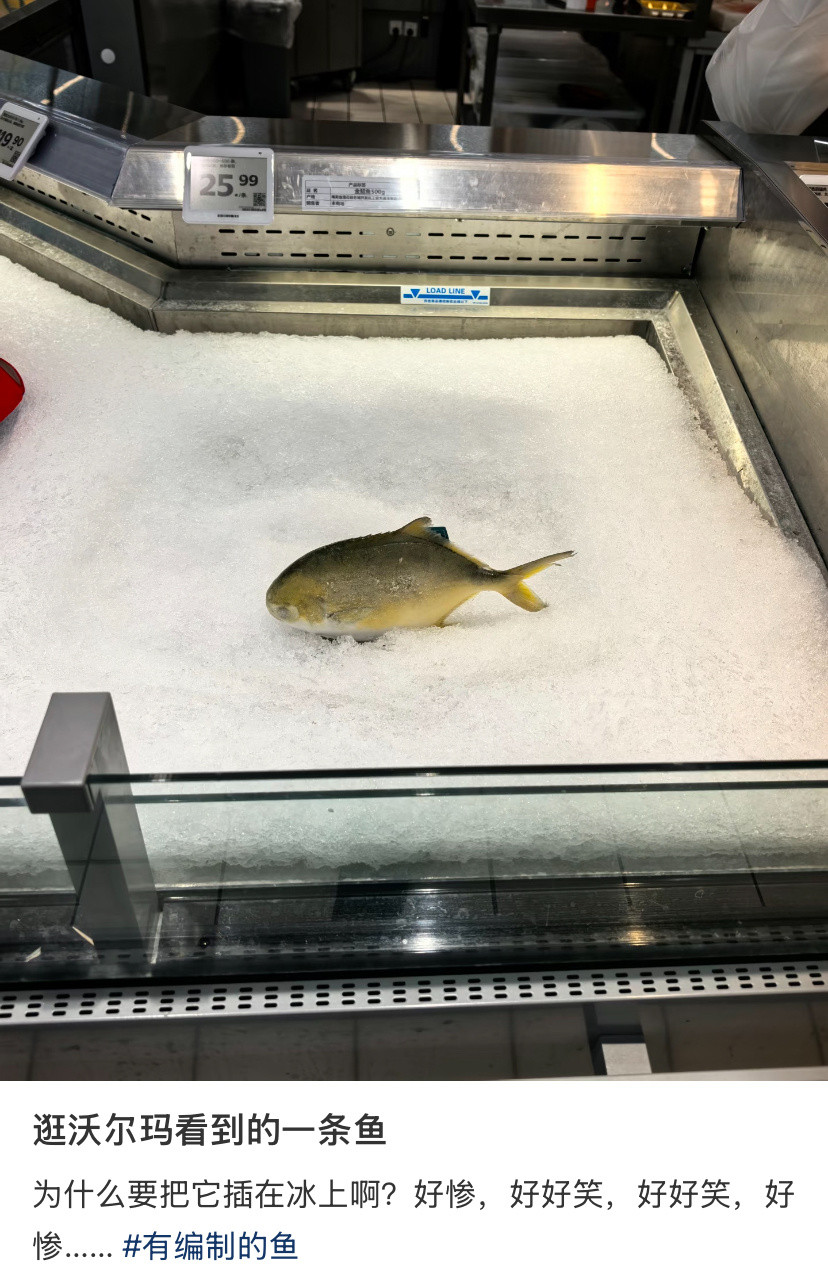 在超市发现一条音容笑貌宛在的鱼