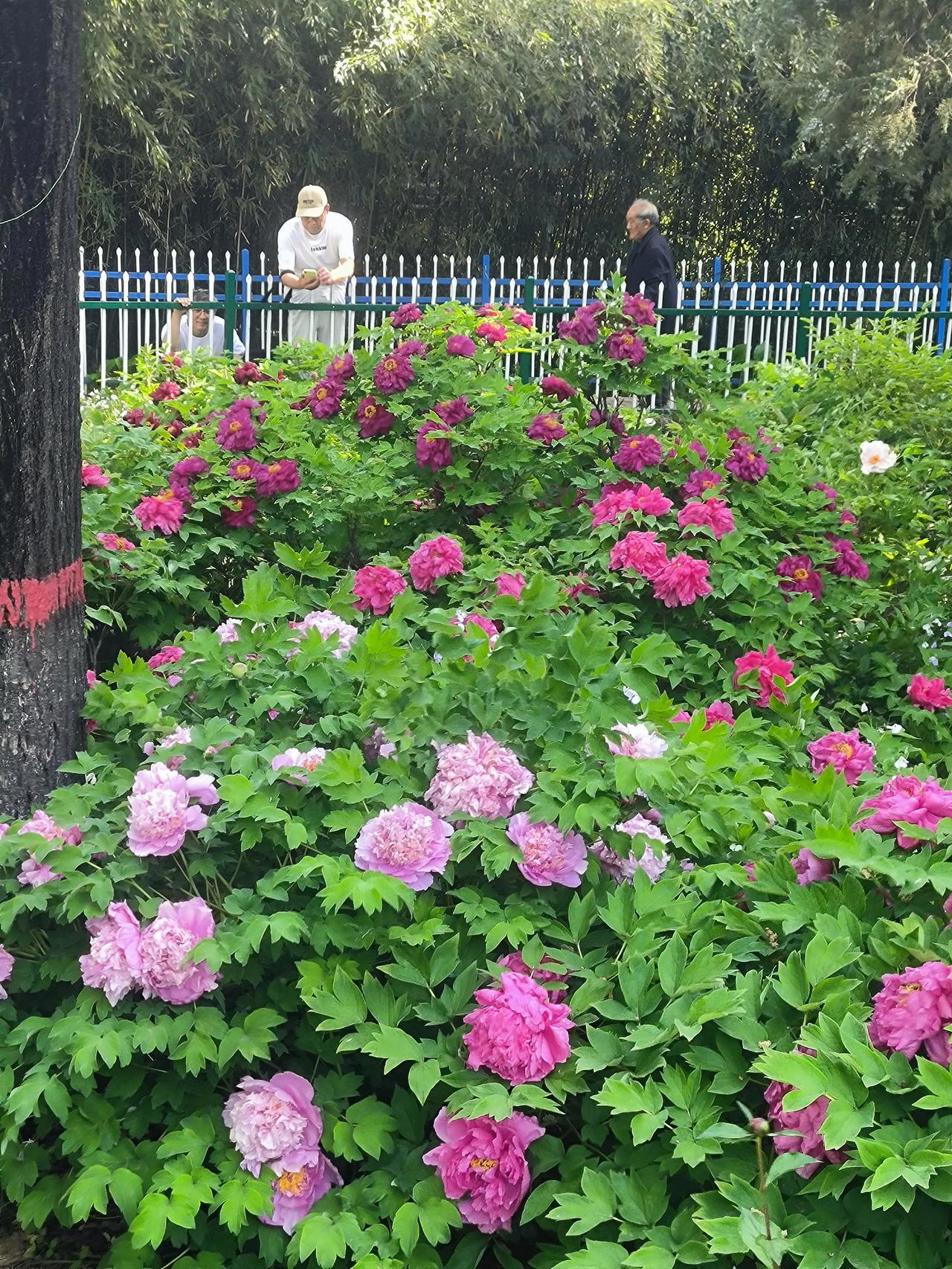 竞秀公园的牡丹开疯了！拍花的老哥、合影的阿姨，还有一群不拍照的“牡丹仙子”阳