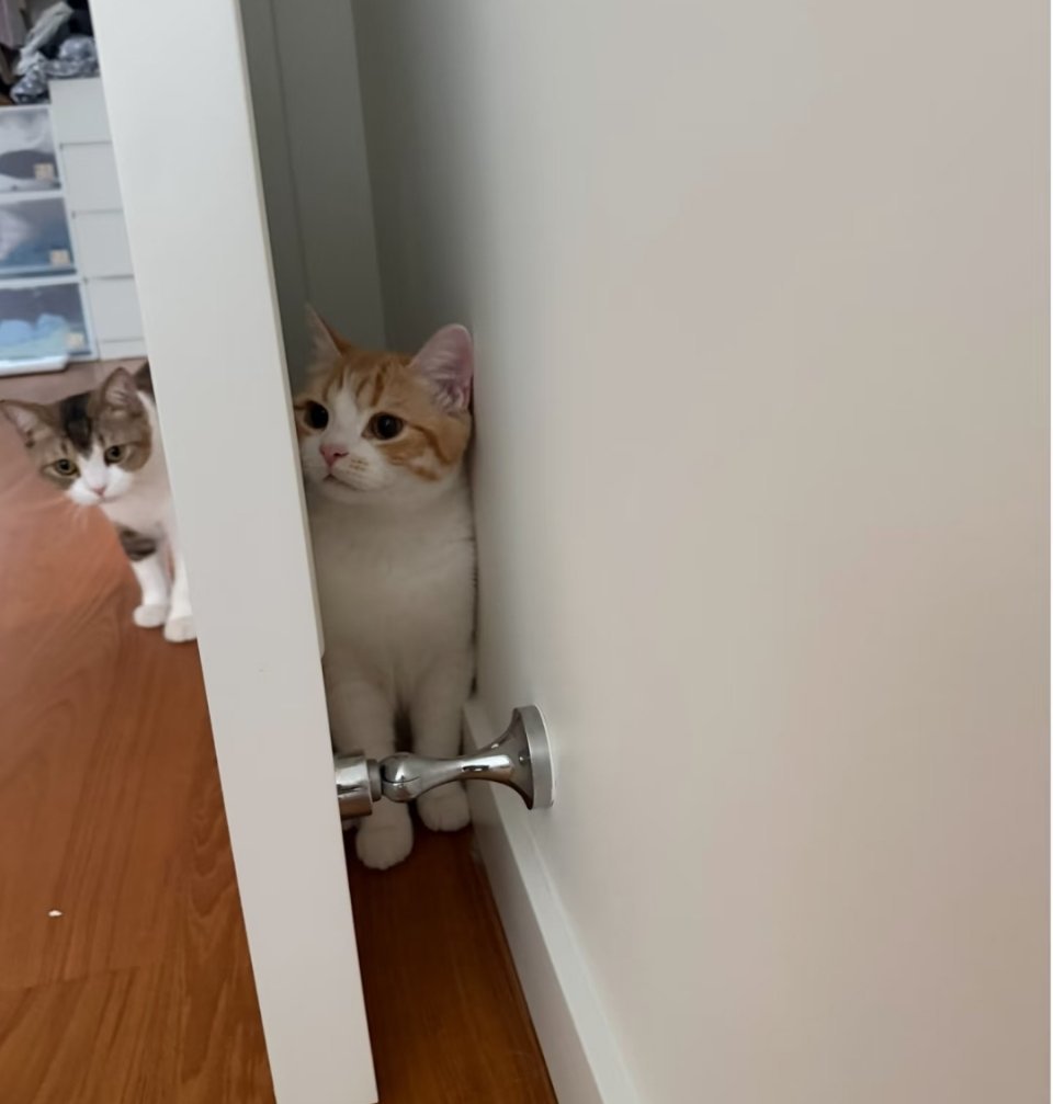 躲猫猫。“哈哈，我找到你了。麻，我厉害吧。”