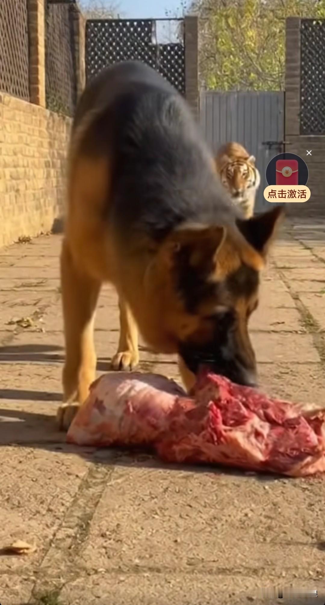 德牧犬正享用着肉，瞥见老虎现身，立刻将肉让出，大气都不敢喘，旋即倒地佯装死亡。老