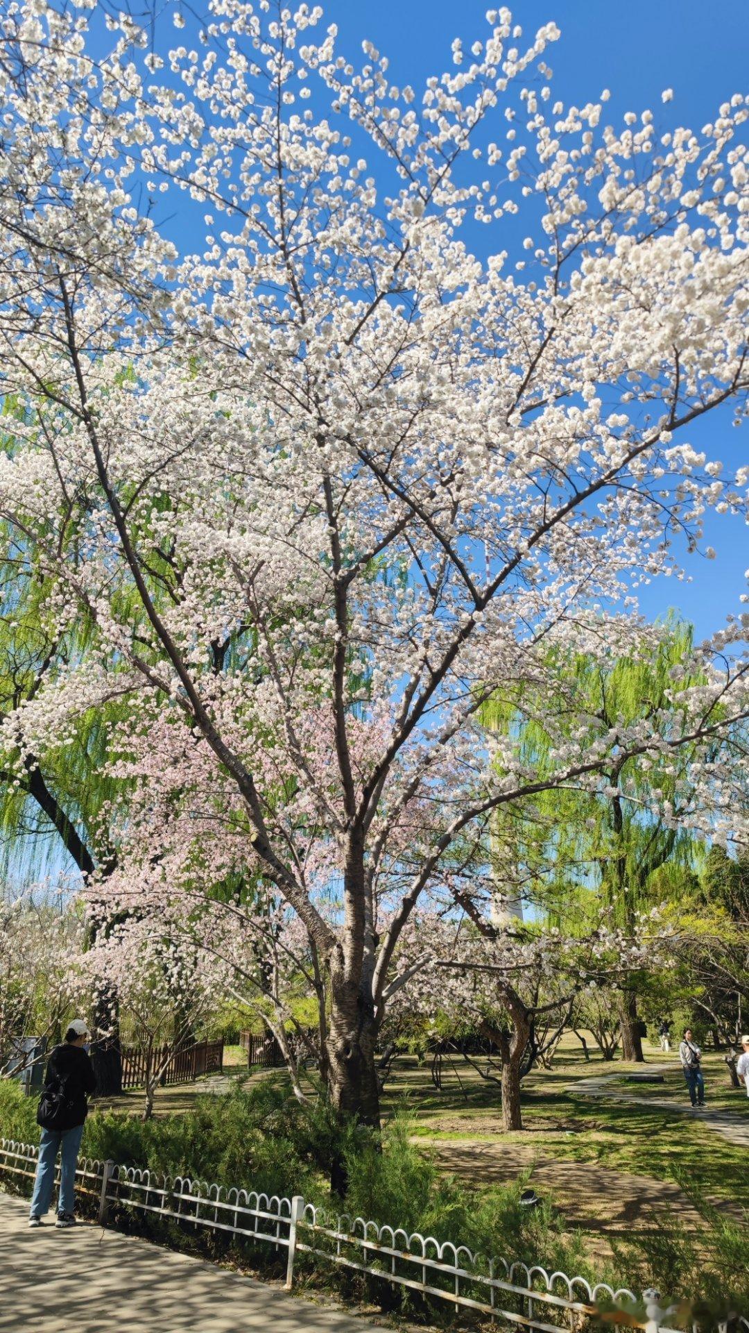 北京玉渊潭公园樱花摄影​​​