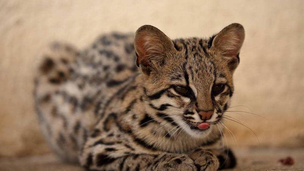 为什么猫不怕蛇? 让人看着心跳加速的猫蛇斗,