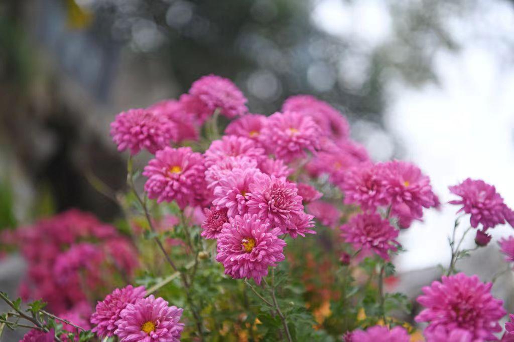 都说养儿子不如养闺女孝顺，这话可真不一定。我婆婆卧床2年了，一直和我们两口子