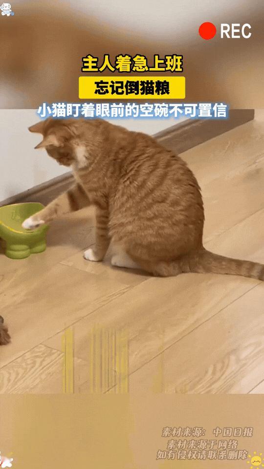 笑不活了！浙江，当主人着急上班忘记给猫咪倒猫粮时，小猫去吃饭时不可置信的盯着猫碗