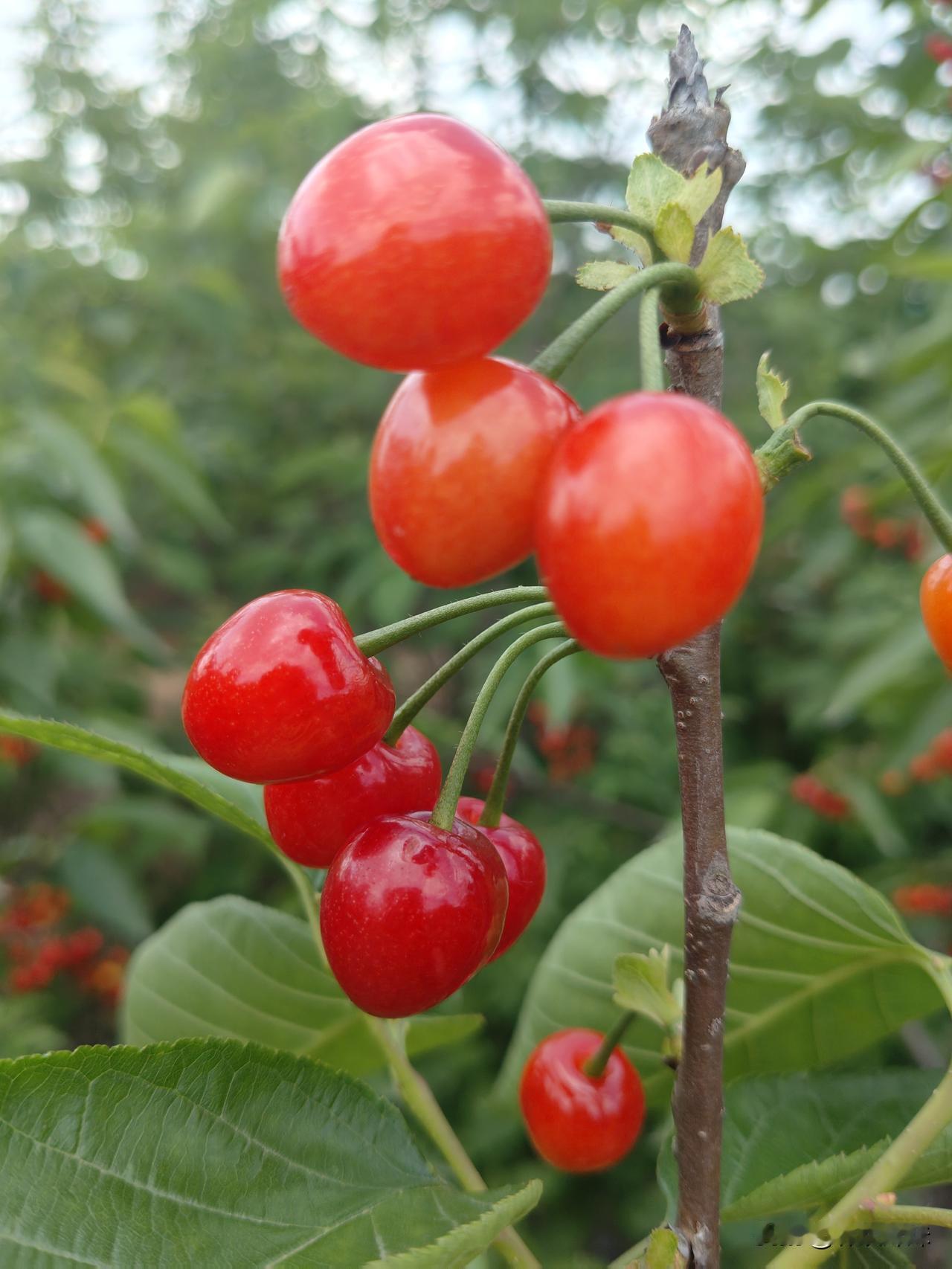 今年的樱桃成熟了，来采摘的人却少了，以前的时候20元/斤，今年几元钱/斤都能买到