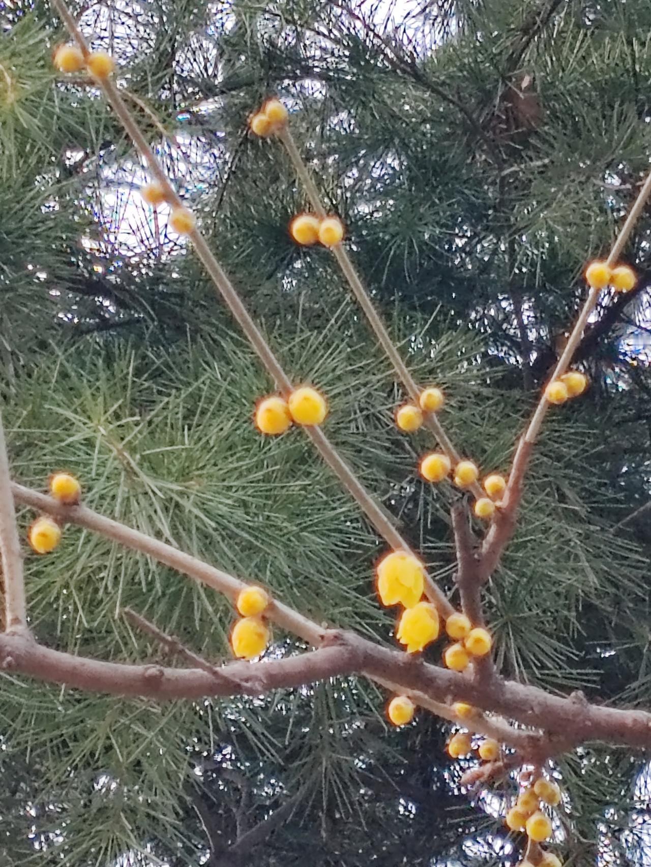 不能以讹传讹，说血管堵了95%就不能放支架，我可不信。2019年我心梗时就放了个