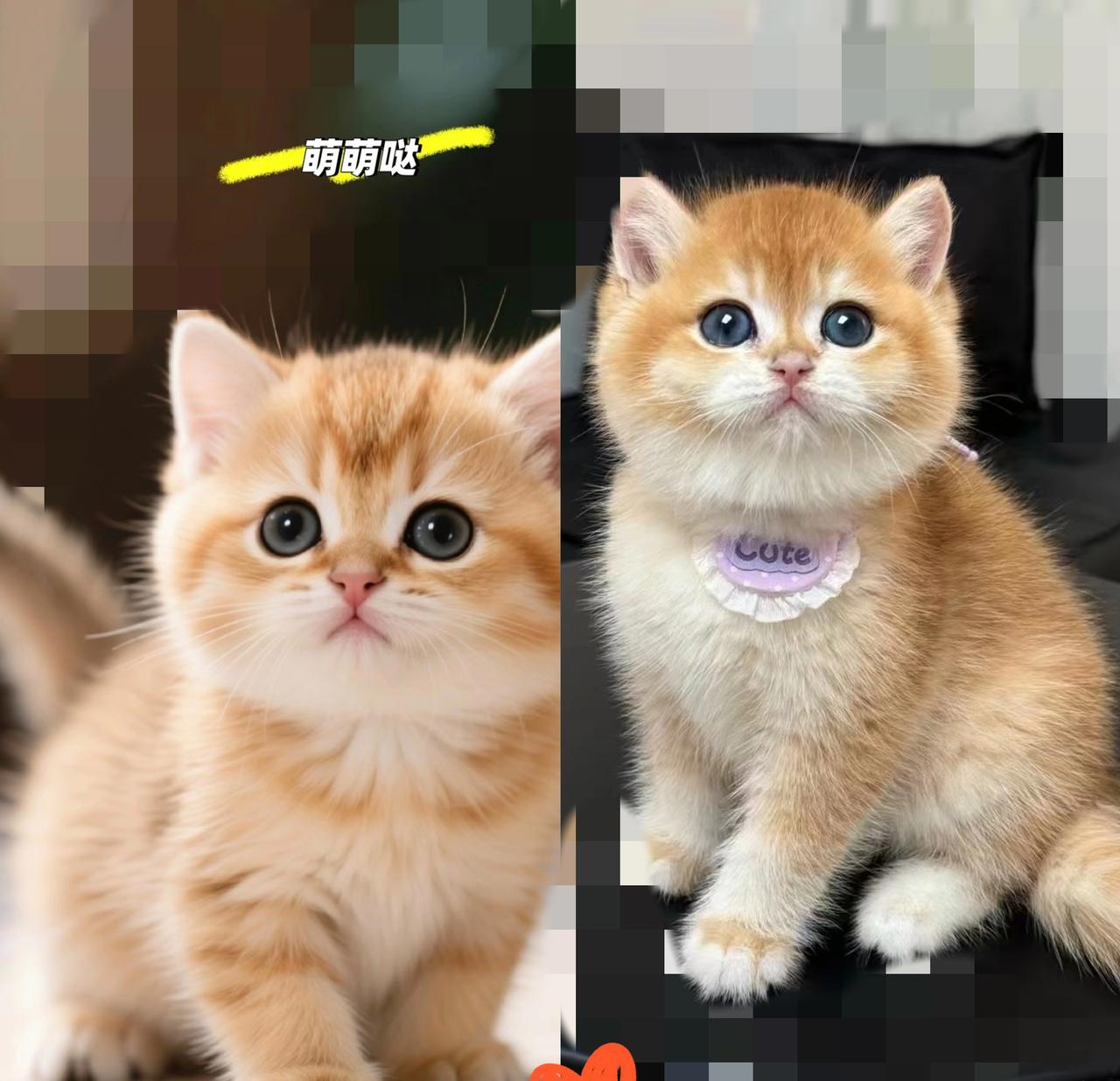 别再说猫咪高冷了！我家猫的“主人脚步声识别术”，直接把隐形的偏爱藏