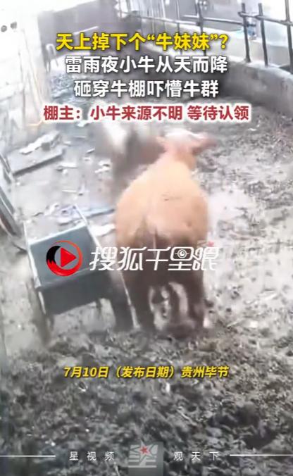 太离谱了！贵州毕节，一名普通养牛农户，在一场强雷雨天气中碰上了一桩极其蹊跷的事。