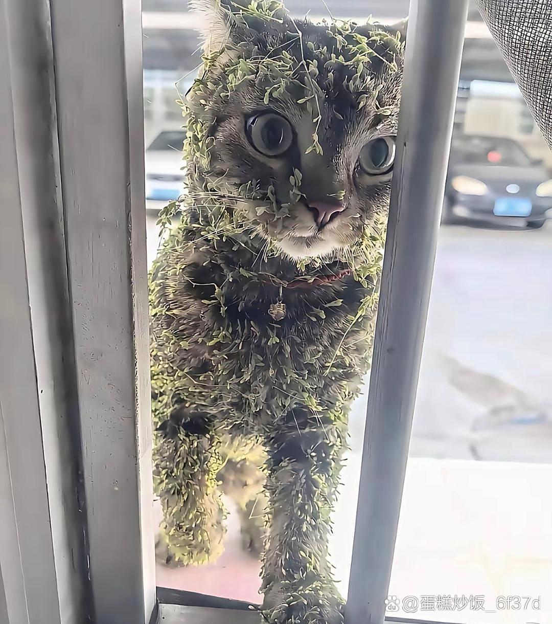 我家猫咪出去玩了一会，回来后差点没认出来，你们猜它跑哪里去了吗？[捂脸哭]